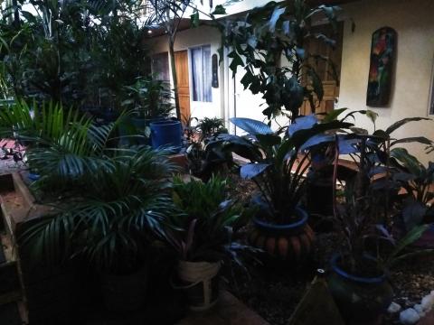 Casa Lima Bed and Breakfast 6-26-2019 View of the Jungle