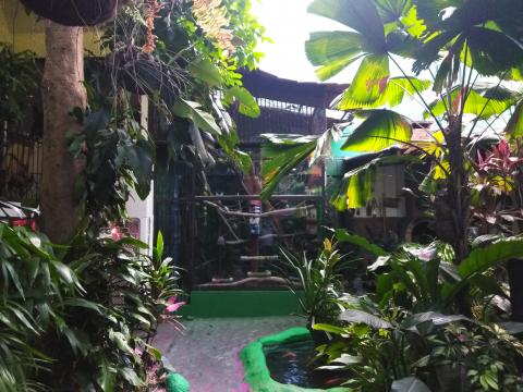 Casa Lima Bed and Breakfast 6-26-2019  Jungle Walkway and Bird Cage