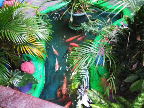 Casa Lima Bed and Breakfast 6-26-2019  Fish Pond