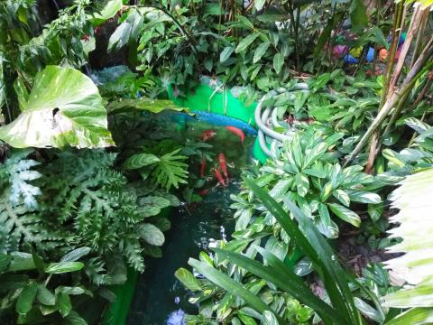 Casa Lima Bed and Breakfast 6-26-2019 This is a fish pond within the jungle part of the hotel next to the Rancho La Pacion Bar.