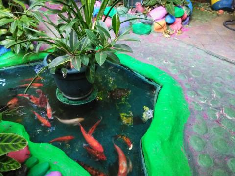 Casa Lima Bed and Breakfast 6-26-2019  Fish Pond