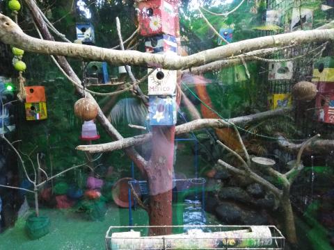 Casa Lima Bed and Breakfast 6-26-2019  This is the largest Bird Cage within the Casa Lima Bed and Breakfast Jungle.