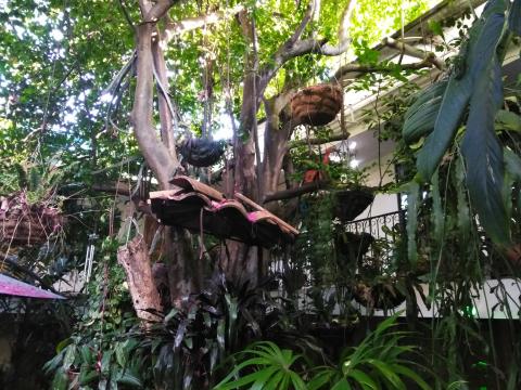 Casa Lima Bed and Breakfast 6-26-2019  There is a section of the hotel that looks like a jungle.  This is what we look at when we came out of our room.