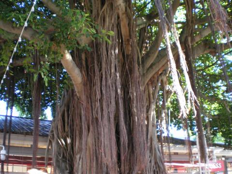 Famous Tree at Bayside Market Place in Miami Florida-May 8 2009 (2)