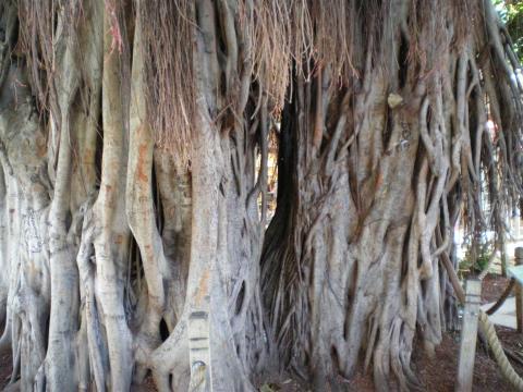 Famous Tree at Bayside Market Place in Miami Florida-May 8 2009