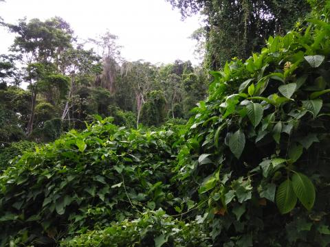 Restaurante La Casona Del Cafetal   Jungle View From Pathway