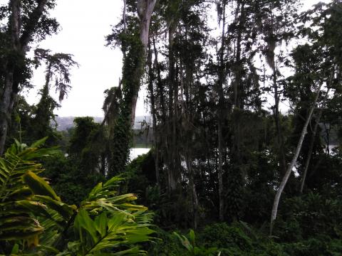 Restaurante La Casona Del Cafetal Jungle View From Pathway