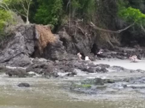 Manuel Antonio Beach, Costa Rica