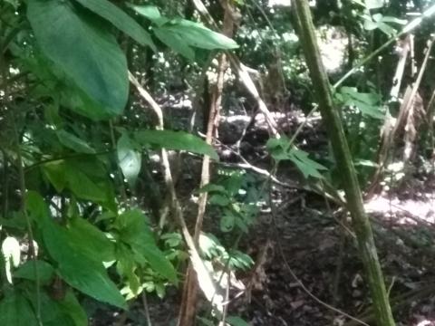 Look Into the Jungle From the Path in the Parque Nacional Manuel Antonio Park Costa Rica