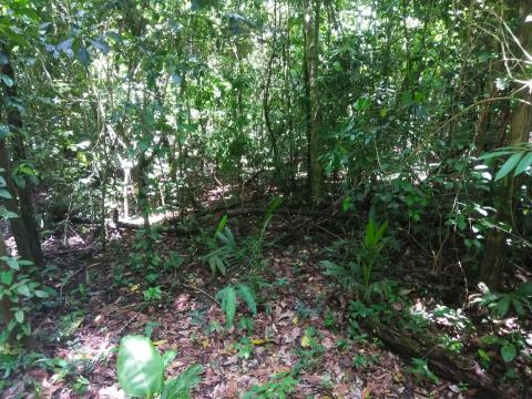 Look Into the Jungle From the Path in the Parque Nacional Manuel Antonio Park Costa Rica