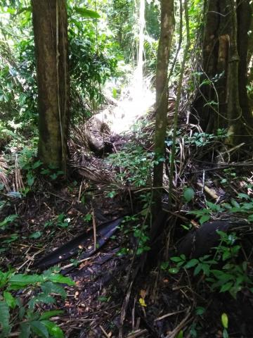 Look Into the Jungle From the Path in the Parque Nacional Manuel Antonio Park Costa Rica