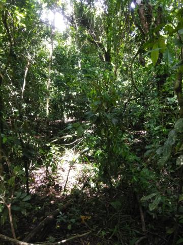 Look Into the Jungle From the Path in the Parque Nacional Manuel Antonio Park Costa Rica