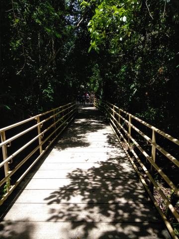 Pathway through the Jungle at Parque Nacional Manuel Antonio Park Costa Rica