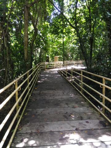 Pathway through the Jungle at Parque Nacional Manuel Antonio Park Costa Rica