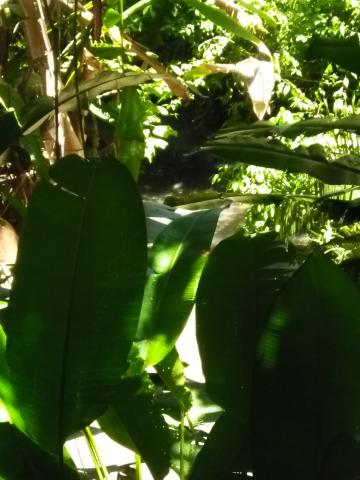 Look Into the Jungle From the Path in the Parque Nacional Manuel Antonio Park Costa Rica