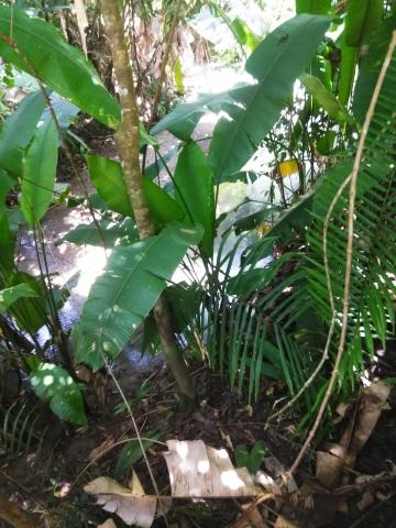 Look Into the Jungle From the Path in the Parque Nacional Manuel Antonio Park Costa Rica