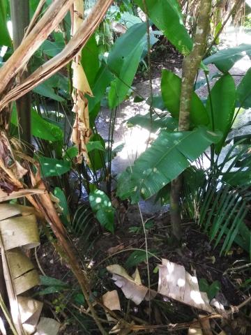 Look Into the Jungle From the Path in the Parque Nacional Manuel Antonio Park Costa Rica