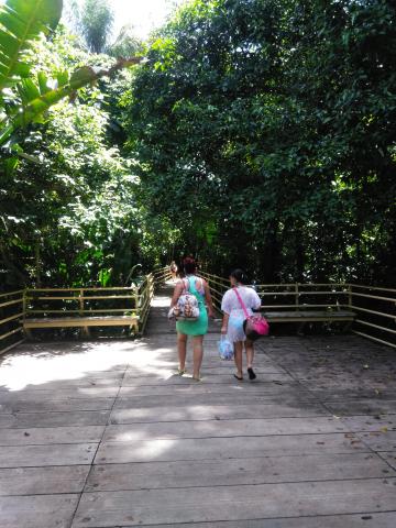 Pathway through the Jungle at Parque Nacional Manuel Antonio Park Costa Rica