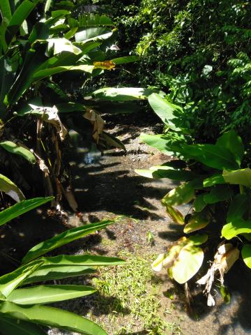 Look Into the Jungle From the Path in the Parque Nacional Manuel Antonio Park Costa Rica