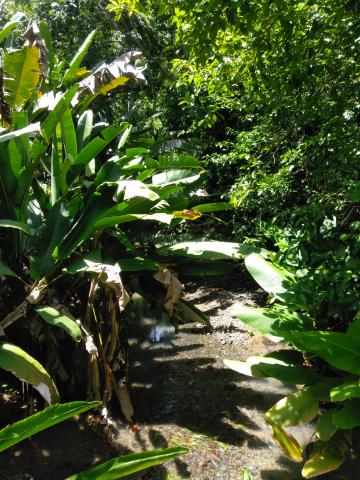 Look Into the Jungle From the Path in the Parque Nacional Manuel Antonio Park Costa Rica