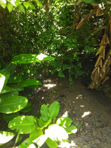 Look Into the Jungle From the Path in the Parque Nacional Manuel Antonio Park Costa Rica