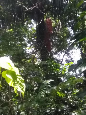 Fruit In the Trees at the Parque Nacional Manuel Antonio Park Costa Rica