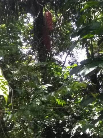 Fruit In the Trees at the Parque Nacional Manuel Antonio Park Costa Rica