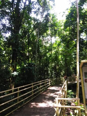 Pathway through the Jungle at Parque Nacional Manuel Antonio Park Costa Rica