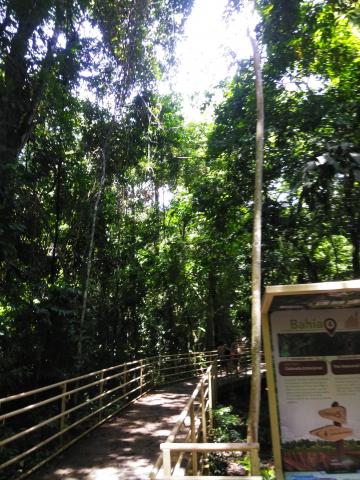 Pathway through the Jungle at Parque Nacional Manuel Antonio Park Costa Rica