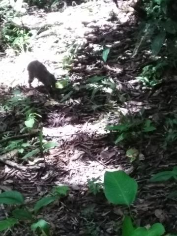 Squirrel/Rabbit Combination Known as a Aguti  in the Jungle at Parque Nacional Manuel Antonio Park Costa Rica