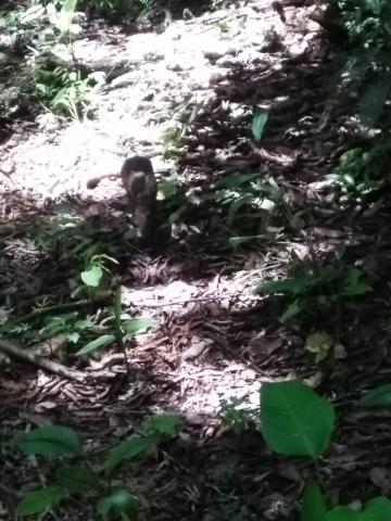 Squirrel/Rabbit Combination Known as a Aguti  in the Jungle at Parque Nacional Manuel Antonio Park Costa Rica