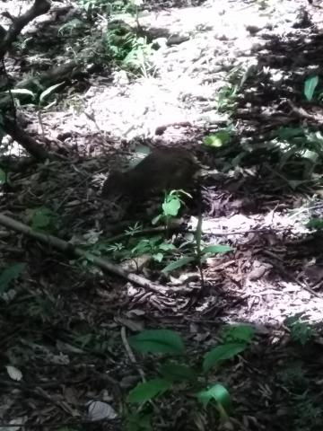 Squirrel/Rabbit Combination Known as a Aguti  in the Jungle at Parque Nacional Manuel Antonio Park Costa Rica