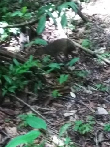 Squirrel/Rabbit Combination Known as a Aguti  in the Jungle at Parque Nacional Manuel Antonio Park Costa Rica