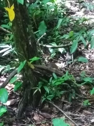 Squirrel/Rabbit Combination Known as a Aguti  in the Jungle at Parque Nacional Manuel Antonio Park Costa Rica