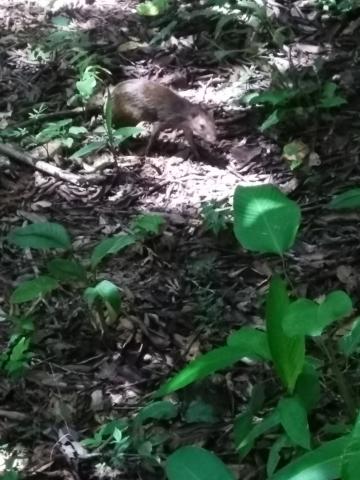 Squirrel/Rabbit Combination Known as a Aguti  in the Jungle at Parque Nacional Manuel Antonio Park Costa Rica