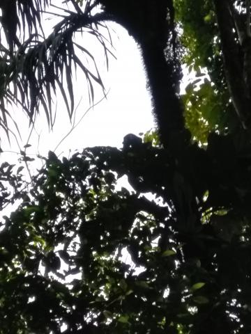 Look Into the Jungle From the Path in the Parque Nacional Manuel Antonio Park Costa Rica