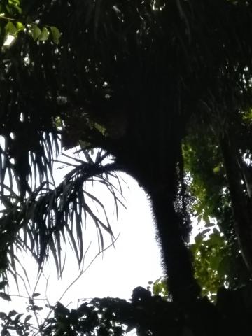 Look Into the Jungle From the Path in the Parque Nacional Manuel Antonio Park Costa Rica