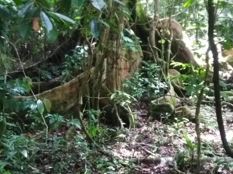 Look Into the Jungle From the Path in the Parque Nacional Manuel Antonio Park Costa Rica