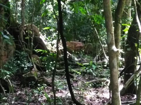 Look Into the Jungle From the Path in the Parque Nacional Manuel Antonio Park Costa Rica