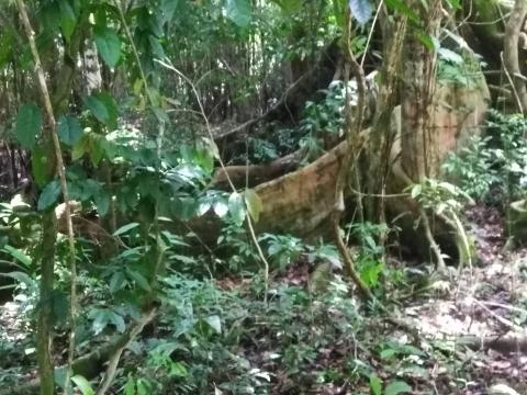 Look Into the Jungle From the Path in the Parque Nacional Manuel Antonio Park Costa Rica