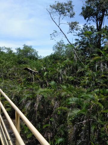 Look Into the Jungle From the Path in the Parque Nacional Manuel Antonio Park Costa Rica