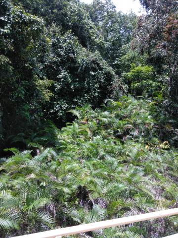 Look Into the Jungle From the Path in the Parque Nacional Manuel Antonio Park Costa Rica