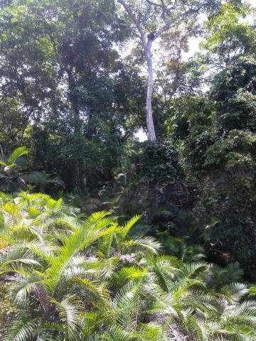 Look Into the Jungle From the Path in the Parque Nacional Manuel Antonio Park Costa Rica