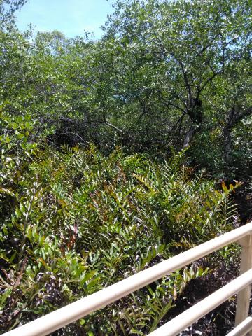 Look Into the Jungle From the Path in the Parque Nacional Manuel Antonio Park Costa Rica