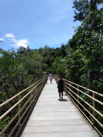 Pathway through the Jungle at Parque Nacional Manuel Antonio Park Costa Rica