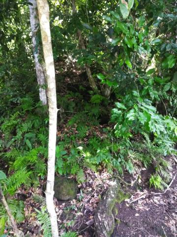 Look Into the Jungle From the Path in the Parque Nacional Manuel Antonio Park Costa Rica