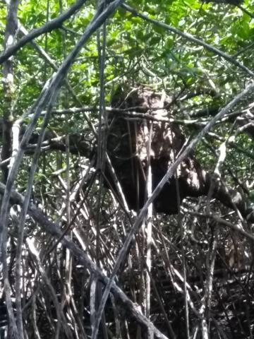 Look Into the Jungle From the Path in the Parque Nacional Manuel Antonio Park Costa Rica