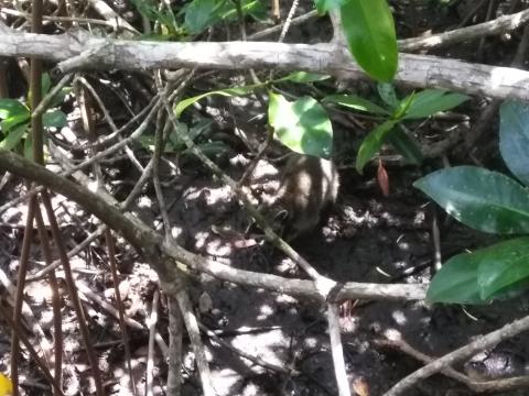 Looking Into the Jungle At a Raccoon From the Path in the Parque Nacional Manuel Antonio Park Costa Rica