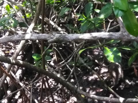 Looking Into the Jungle At a Raccoon From the Path in the Parque Nacional Manuel Antonio Park Costa Rica