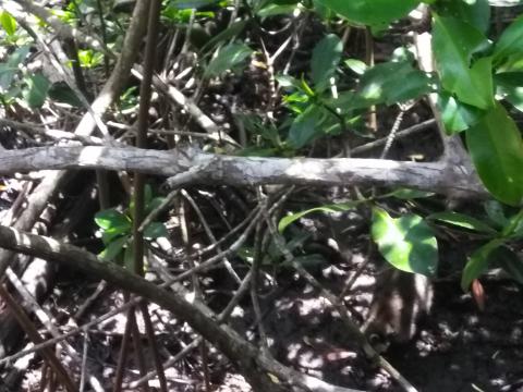 Looking Into the Jungle At a Raccoon From the Path in the Parque Nacional Manuel Antonio Park Costa Rica